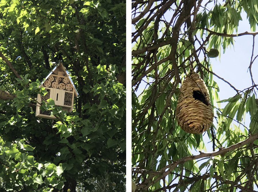 Hoteles para insectos polinizadores y nidos para pájaros en nuestros campos de cebolla dulce