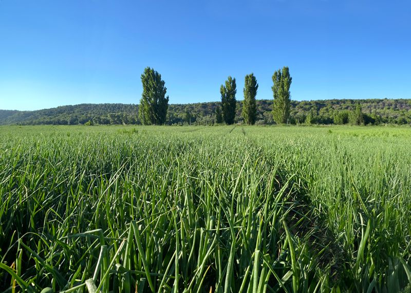 Campo verde de cebolla dulce