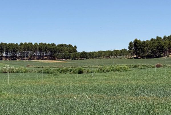 Campo de cebollas creciendo totalmente verde con postes para riego por aspersión.