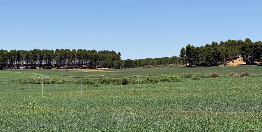 Campo de cebollas creciendo totalmente verde con postes para riego por aspersión.