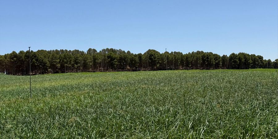 Campo de cebollas creciendo totalmente verde con postes para riego por aspersión
